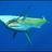 U/W dolphinfish